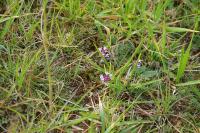 Thymus praecox