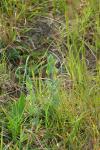 Blackstonia perfoliata