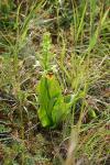 Platanthera chlorantha