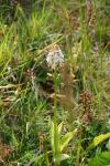 Orchis purpurea