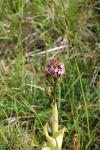 Orchis purpurea