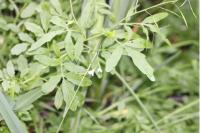Cardamine amara