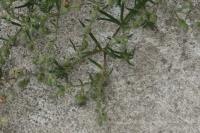Spergularia rubra