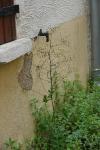 Lactuca muralis