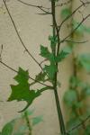 Lactuca muralis