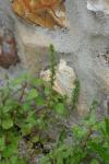 Veronica arvensis