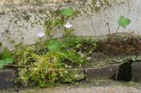 Sagina procumbens