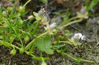 Sagina procumbens
