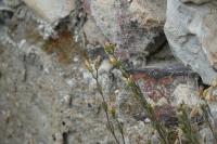 Arenaria serpyllifolia
