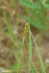 Carex spicata