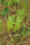 Hypericum hirsutum