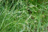 Carex divulsa