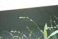 Carex divulsa
