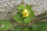 Potentilla indica