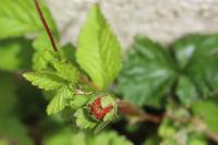 Potentilla indica