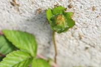 Potentilla indica