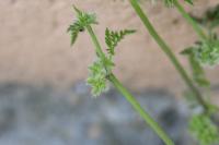 Torilis nodosa