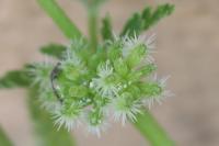 Torilis nodosa