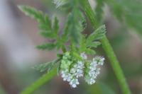 Torilis nodosa