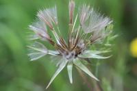 Tragopogon pratensis