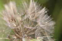 Tragopogon pratensis