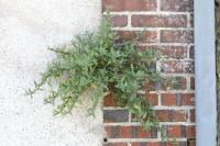 Parietaria judaica