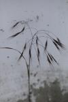 Anisantha sterilis