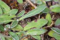 Pilosella officinarum