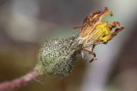 Pilosella officinarum