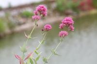 Centranthus ruber