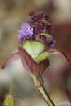 Prunella vulgaris