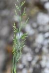 Catapodium rigidum