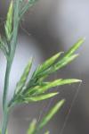 Catapodium rigidum