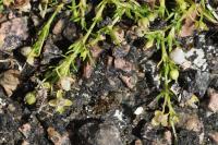 Sagina procumbens