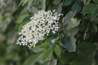 Sambucus nigra