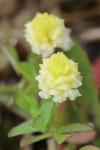 Trifolium campestre