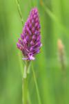 Anacamptis pyramidalis