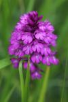 Anacamptis pyramidalis