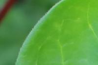Vinca major