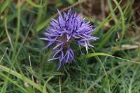 Carthamus mitissimus
