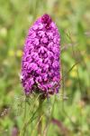 Anacamptis pyramidalis