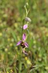 Ophrys apifera