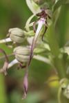Himantoglossum hircinum