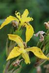 Iris pseudacorus
