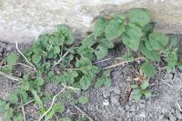 Chenopodium vulvaria