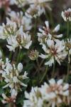 Trifolium repens