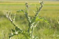 Onopordum acanthium