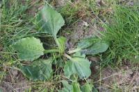 Plantago major