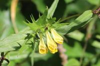 Melampyrum pratense