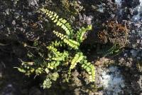 Asplenium trichomanes